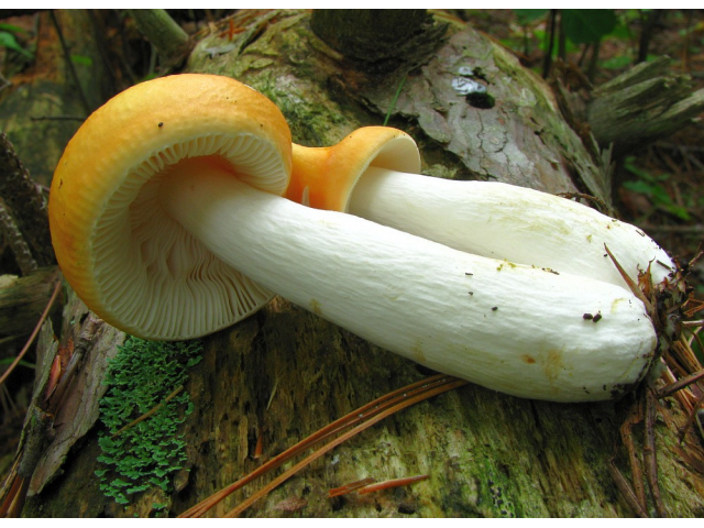 Мицелий Сыроежки золотисто-желтой (Russula lutea) Мицелий Сыроежки золотисто-желтой (Russula lutea)